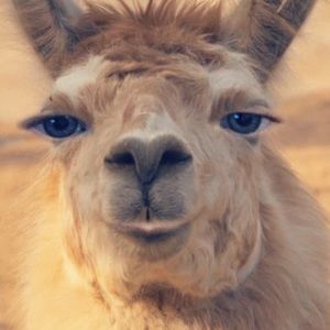 Meet your Posher, Alexys